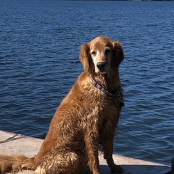 Fox Animal Hospital - Maddy at a friend's lake house