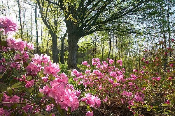 Frederik Meijer Gardens & Sculpture Park by null