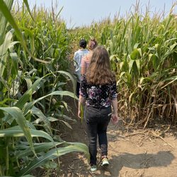Braffet Berry Farm and Orchard - Corn maze