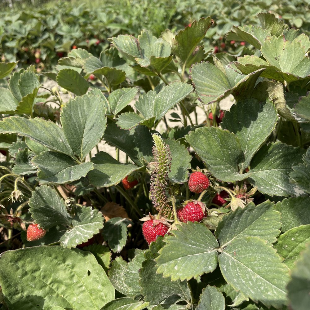 Emma Lea Farms - Fruits & Veggies Near Me - Delta, British Columbia