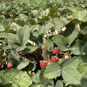 Emma Lea Farms - Fruits & Veggies Near Me - Delta, British Columbia Emma Lea Farms - Fruits & Veggies Near Me - Delta, British Columbia