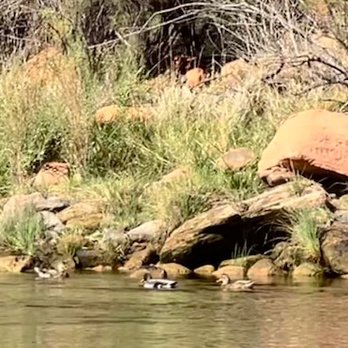 Wilderness River Adventures - Ducks - Boat Tours Near Me - Page, Arizona Wilderness River Adventures - Ducks - Boat Tours Near Me - Page, Arizona