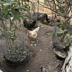 Kathyspets.com - We are hens that love to be in the rose garden.