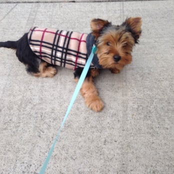 Paddywack - Just got a new jacket from paddywack! - Pet Stores Near Me - Mill Creek, Washington