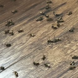 Greenix Pest Control - Yellow jackets, dead inside house after flying to east facing door window.