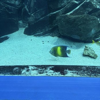Atlanta Aquarium - Aquarium Services Near Me - Duluth, Georgia Atlanta Aquarium - Aquarium Services Near Me - Duluth, Georgia