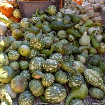 Shadow Creek Pumpkin Farm - Attraction Farms Near Me Shadow Creek Pumpkin Farm - Attraction Farms Near Me