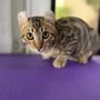 Photo of Mobile Pet Grooming