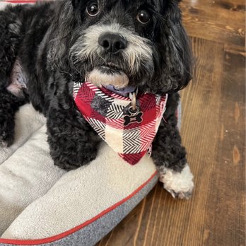 Doodle Dude Grooming - Pet Groomers Near Me - Tarzana, California
