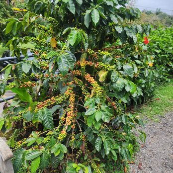 Ohana Tours - Coffee beans - Tours Near Me - Waimea, Hawaii Ohana Tours - Coffee beans - Tours Near Me - Waimea, Hawaii