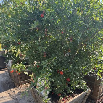 Moon Valley Nurseries - Nurseries & Gardening Near Me - Phoenix, Arizona