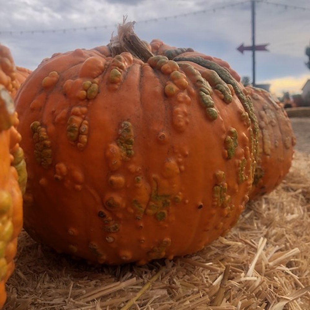 The Vineyard 1924 - Warty pumpkins are my favorite.  They made the space very festive with a pumpkin patch and a giant scare crow for photo opps. - Christmas Trees Near Me - Fallbrook, California