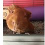 Photo of Nannimals-Animal Nannies, LLC