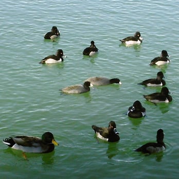 Steele Indian School Park - These are duckies along with what I believe are a species of duck known as Lesser Scaups. Steele Indian School Park. - Parks Near Me - Phoenix, Arizona Steele Indian School Park - These are duckies along with what I believe are a species of duck known as Lesser Scaups. Steele Indian School Park. - Parks Near Me - Phoenix, Arizona