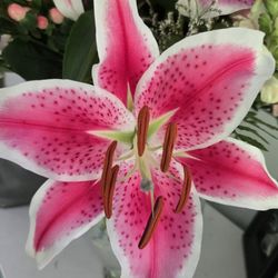 Sheryl's Flowers & Gifts - Star Gazer Lilly