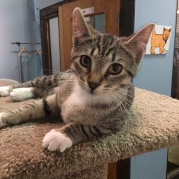 My Kitty Cafe - Pet Adoption Near Me - Guelph, Ontario My Kitty Cafe - Pet Adoption Near Me - Guelph, Ontario
