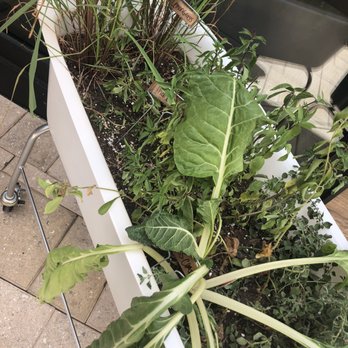True Food Kitchen - outside plants - New American Near Me - Boca Raton, Florida
