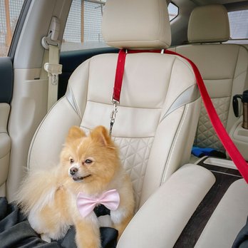 GROOM! Salon - Coach! - Pet Groomers Near Me - Silver Spring, Maryland GROOM! Salon - Coach! - Pet Groomers Near Me - Silver Spring, Maryland