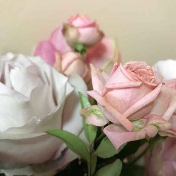 Rosehip Social - Florists Near Me - Brooklyn, New York Rosehip Social - Florists Near Me - Brooklyn, New York