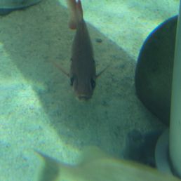 Stingrays Stingrays