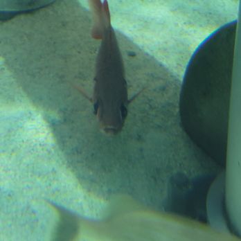 Stingray Reef - Stingrays - Aquariums Near Me - Kemah, Texas Stingray Reef - Stingrays - Aquariums Near Me - Kemah, Texas