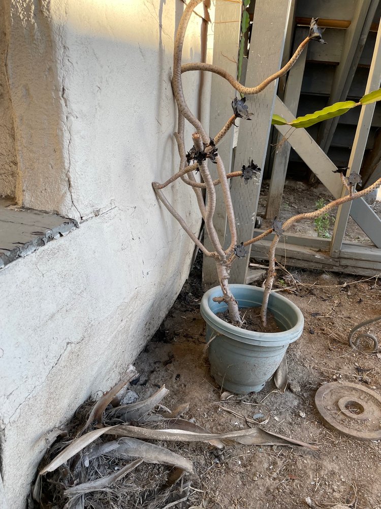 Slide of RLM Cali Builders