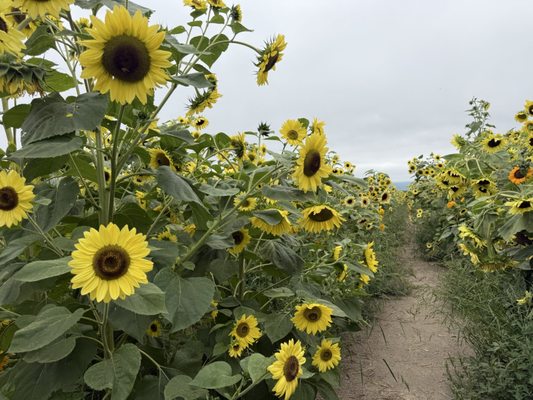 Bella Organic Farm by null