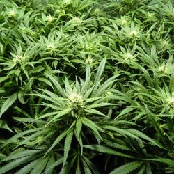 AZ420 Recreational - We teach you how to grow a pound per plant!!