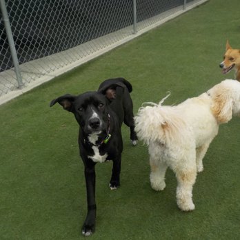 Suite Paws - Pet Sitting Near Me - Raleigh, North Carolina Suite Paws - Pet Sitting Near Me - Raleigh, North Carolina