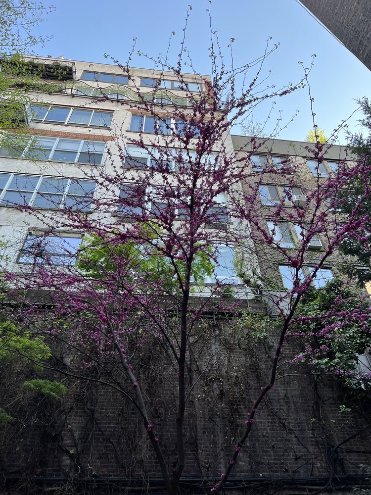 Bed-Stuy Garden Guy - tree service in Brooklyn, NY