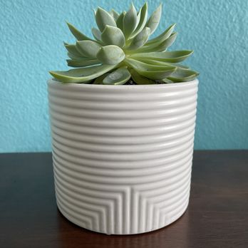 Succulents Empire - Nurseries & Gardening Near Me - Orlando, Florida Succulents Empire - Nurseries & Gardening Near Me - Orlando, Florida