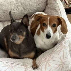 South Carroll Veterinary Hospital - Lulu and Penny