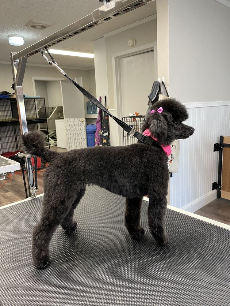 ANGELA’S DOG GROOMING 15 Photos Kennewick, WA Yelp