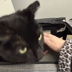 Cherrydale Veterinary Clinic