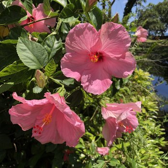 Carlsmith Beach Park - Pink hibiscus - Parks Near Me - Hilo, Hawaii