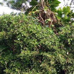 Tropical Tree Care