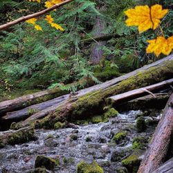 Proxy Falls - Upper proxy falls