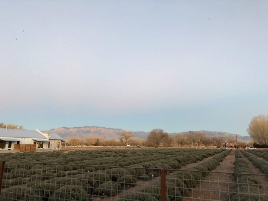 Farm Shop at Los Poblanos by null