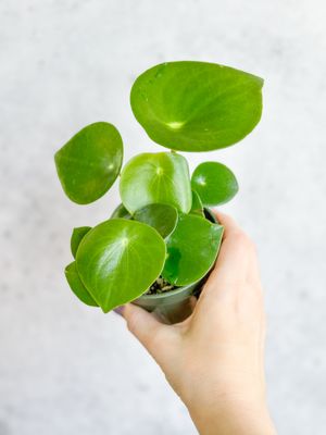 Ed's Plant Shop by null