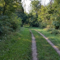 Poplar Creek Forest Preserve - Rare to see this kind of tree path. It's mostly sort of barren