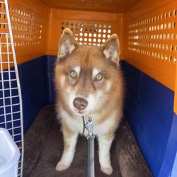 Canis on her voyage to Lithuania!