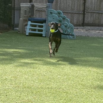 Paws At Play - Veterinarians Near Me - Wake Forest, North Carolina Paws At Play - Veterinarians Near Me - Wake Forest, North Carolina