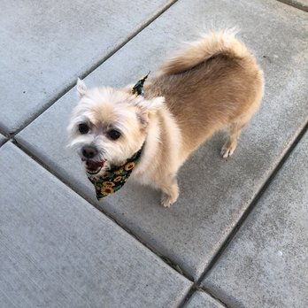 Beggin 4 more - Pet Groomers Near Me - Apple Valley, California Beggin 4 more - Pet Groomers Near Me - Apple Valley, California
