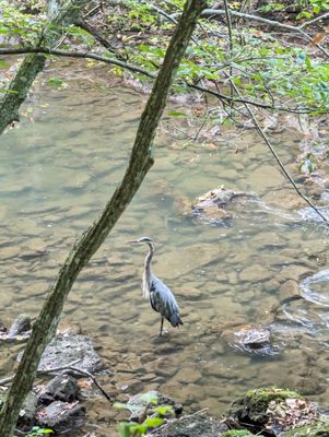 Clifton Gorge State Nature Preserve by null