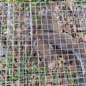 East Coast Wildlife Damage Control - Wildlife Control Near Me East Coast Wildlife Damage Control - Wildlife Control Near Me