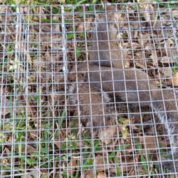 East Coast Wildlife Damage Control