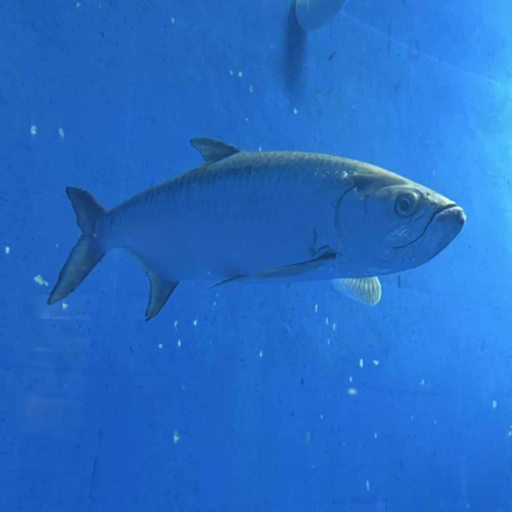 Texas State Aquarium - Aquariums Near Me - Corpus Christi, Texas Texas State Aquarium - Aquariums Near Me - Corpus Christi, Texas