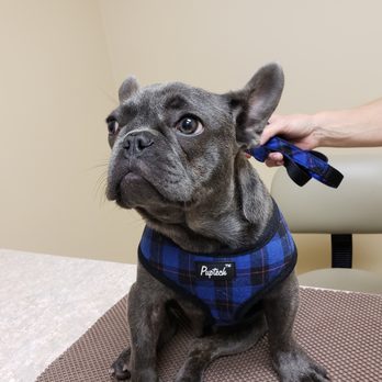 Dignity Veterinary Hospital - Handsome French bulldog Duke is always a pleasure to have in our clinic. - Veterinarians Near Me - Chandler, Arizona Dignity Veterinary Hospital - Handsome French bulldog Duke is always a pleasure to have in our clinic. - Veterinarians Near Me - Chandler, Arizona