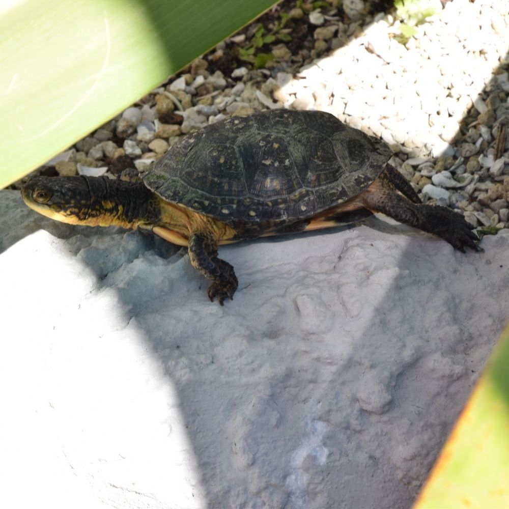 Iguanaland - Zoos Near Me - Punta Gorda, Florida