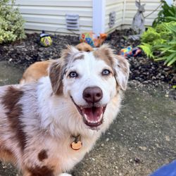 Cambria Canine Company - Shiloh